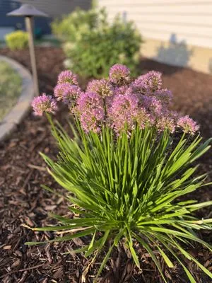 Royals Design and Landscaping Logo