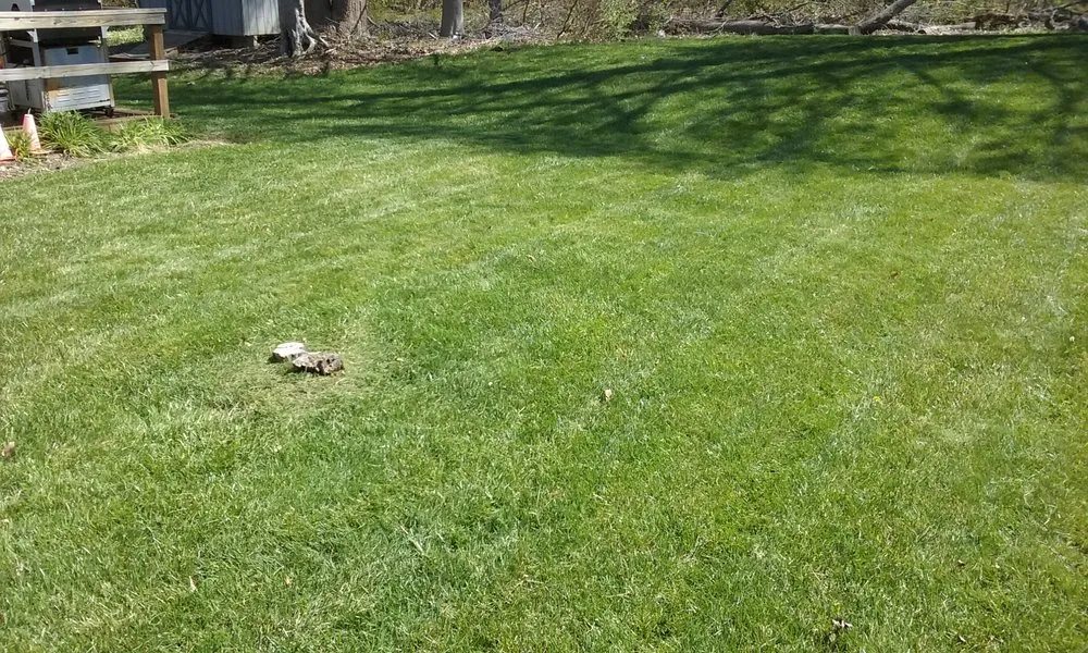 Affordable lawn care service in Newark, DE by Royalty Cuts and Services