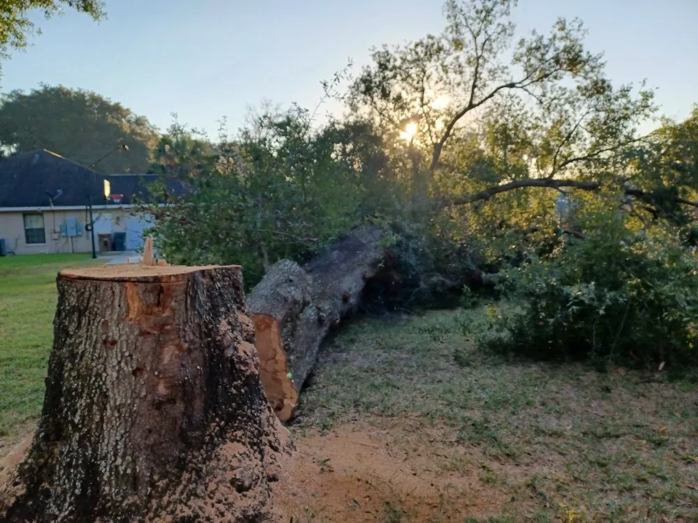 Reliable yard cleanup service near you in Ocala, FL by Royalty Cutz of Central Florida