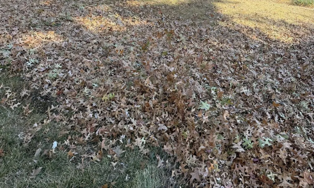 Custom yard maintenance for homes in Saint Charles, MO by Royalty Hauling & Lite Landscaping