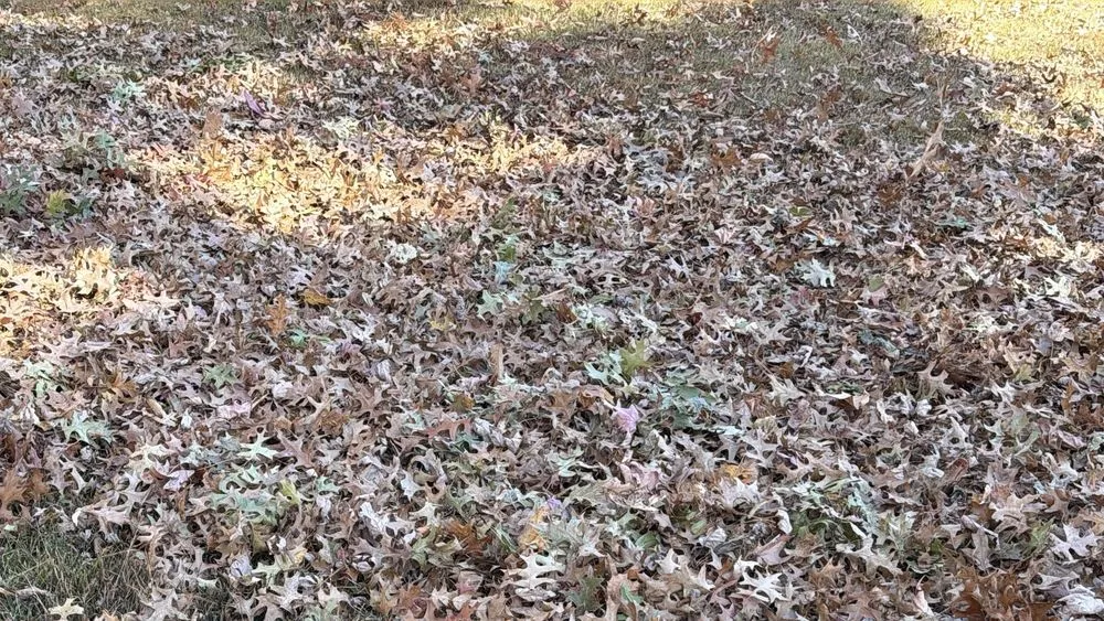 Reliable lawn mowing service for beautiful yards across Saint Charles, MO - Royalty Hauling & Lite Landscaping