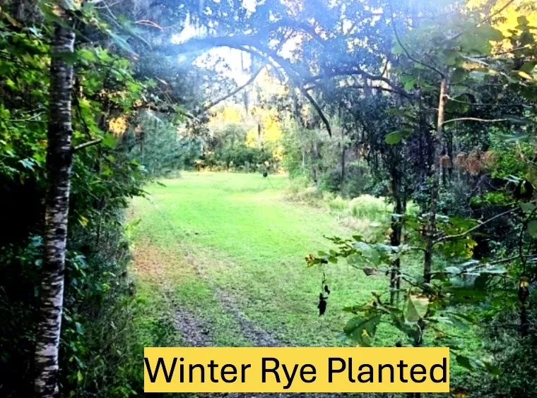 Local residential landscaping for outdoor upgrades across Beaufort, SC - Royalty Landscaping