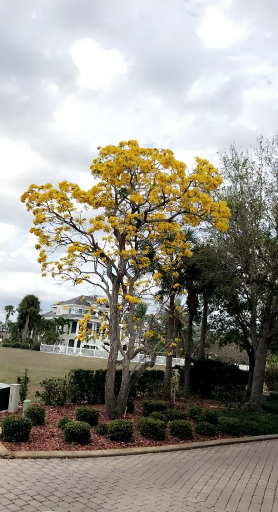 Trusted residential landscaping in PT CHARLOTTE, FL - Royalty Landscaping