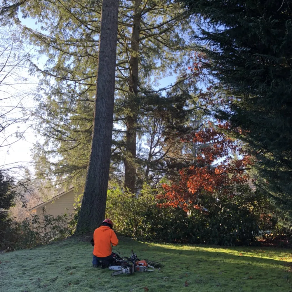 Custom landscape design experts serving Everett, WA - Royalty Landscaping Services