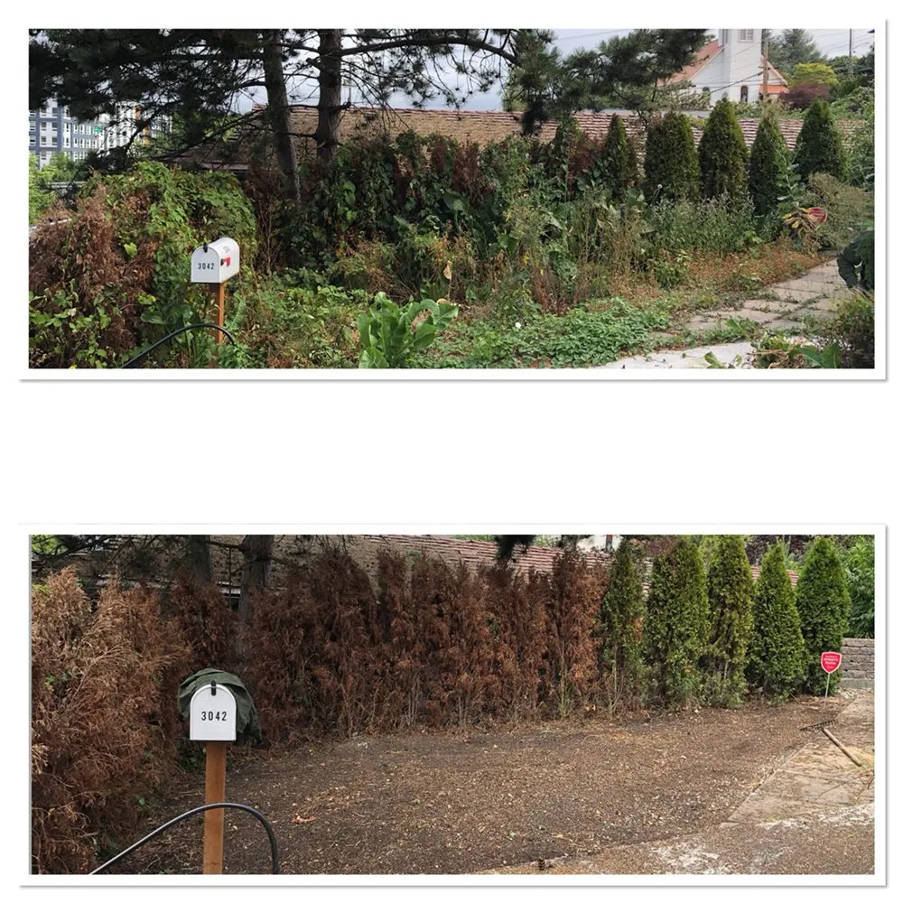 Local yard cleanup service with custom design in Everett, WA by Royalty Landscaping Services