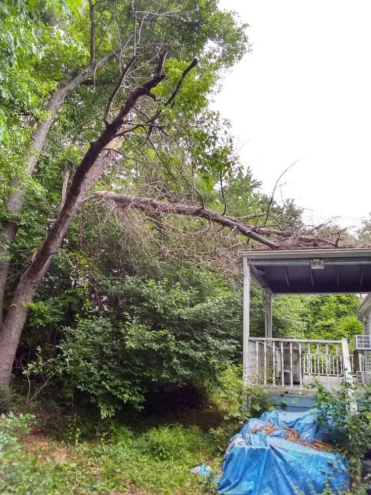 Trusted yard cleanup service in Culpeper, VA - Royalty Lawn Care Tree Service