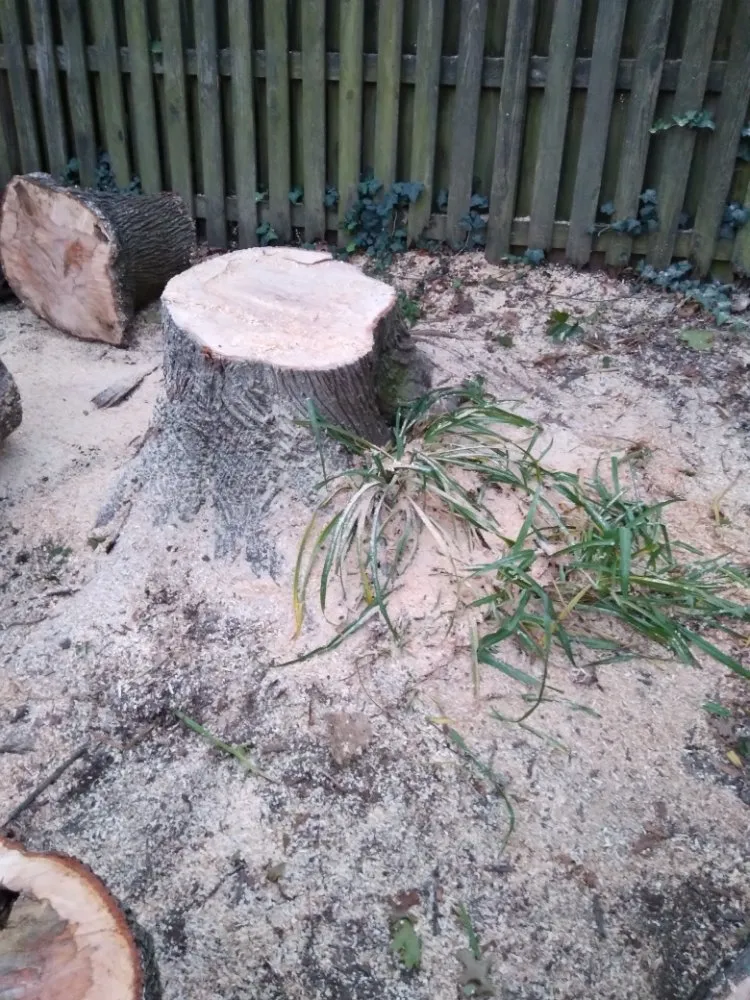 Custom lawn care service experts serving Culpeper, VA - Royalty Lawn Care Tree Service