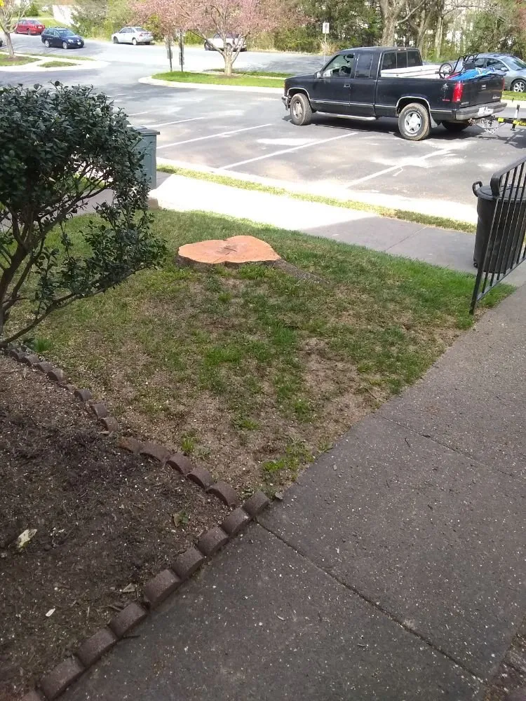 Professional yard cleanup service in Culpeper, VA by Royalty Lawn Care Tree Service