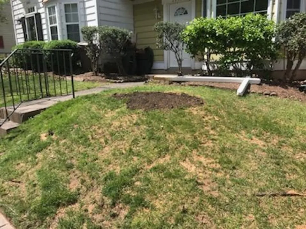 Top-rated landscaping services for homes across Culpeper, VA - Royalty Lawn Care Tree Service