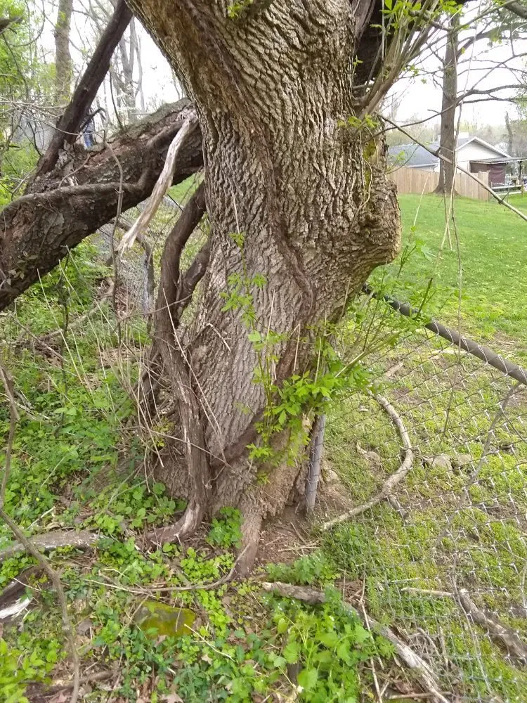 Top-rated garden landscaping experts serving Culpeper, VA - Royalty Lawn Care Tree Service