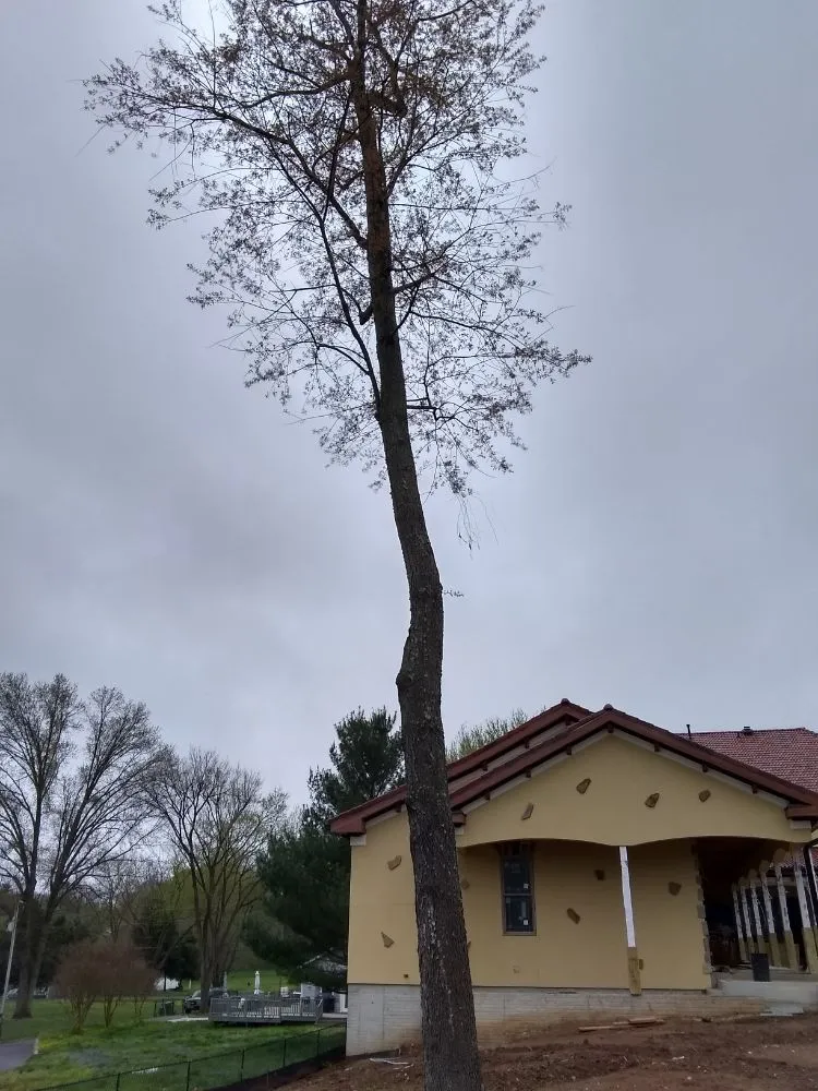 Reliable outdoor landscaping in Culpeper, VA by Royalty Lawn Care Tree Service