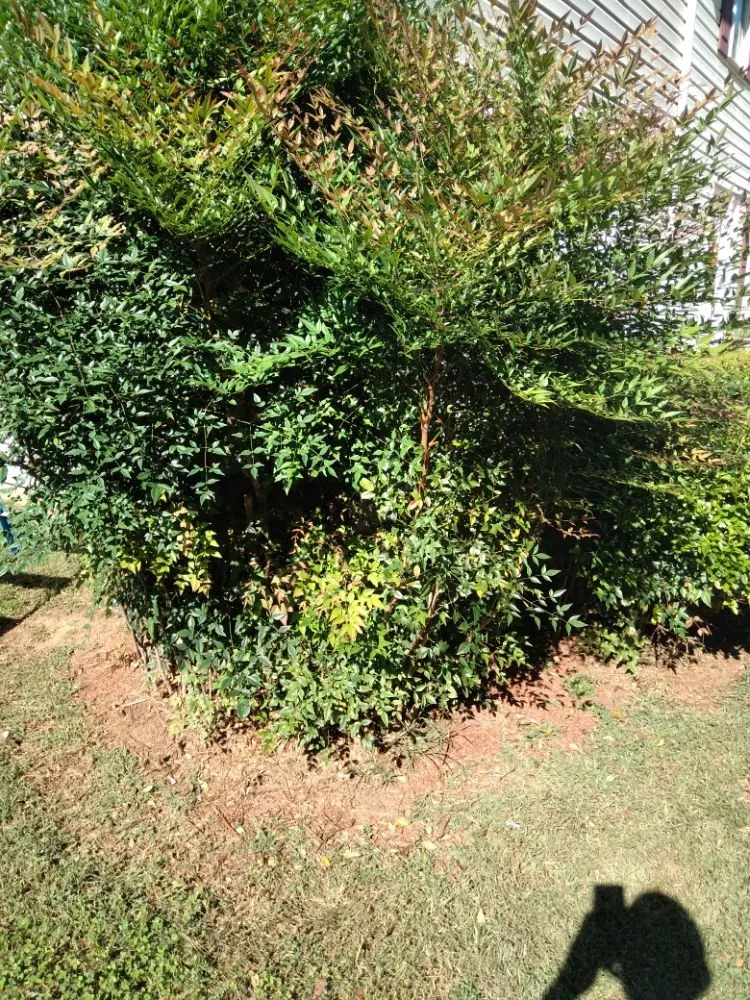 Top-rated lawn mowing service in Culpeper, VA by Royalty Lawn Care Tree Service