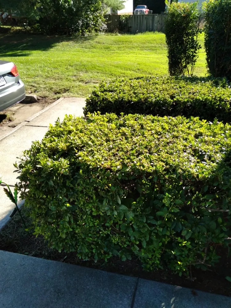 Local yard maintenance for year-round maintenance across Culpeper, VA - Royalty Lawn Care Tree Service