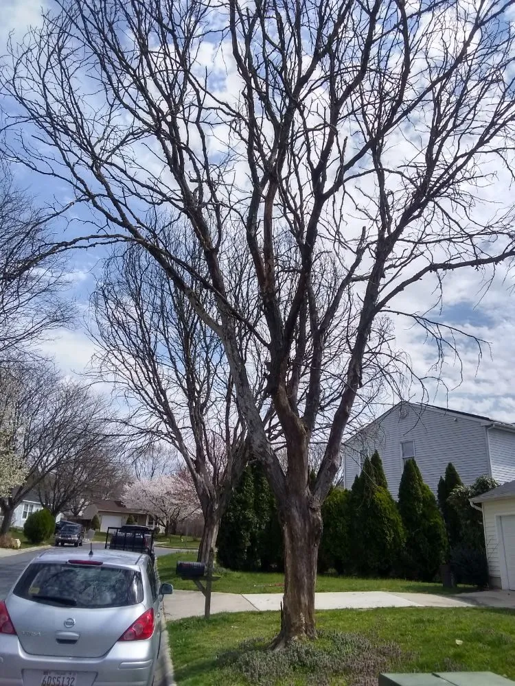 Local landscape design experts serving Culpeper, VA - Royalty Lawn Care Tree Service