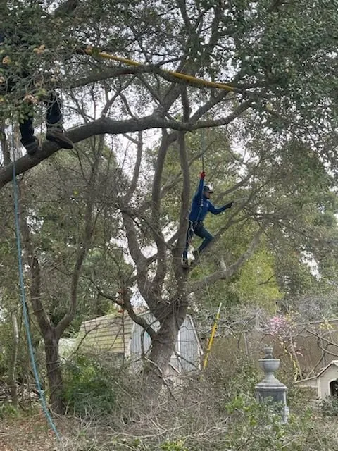 Top-rated outdoor landscaping near you across Buellton, CA - Royalty Tree Service