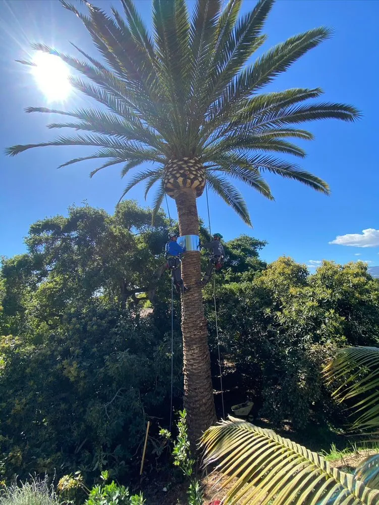 Top-rated outdoor landscaping for year-round maintenance in Buellton, CA by Royalty Tree Service