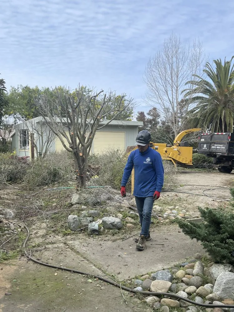 Expert landscaping services for residential properties across Buellton, CA - Royalty Tree Service