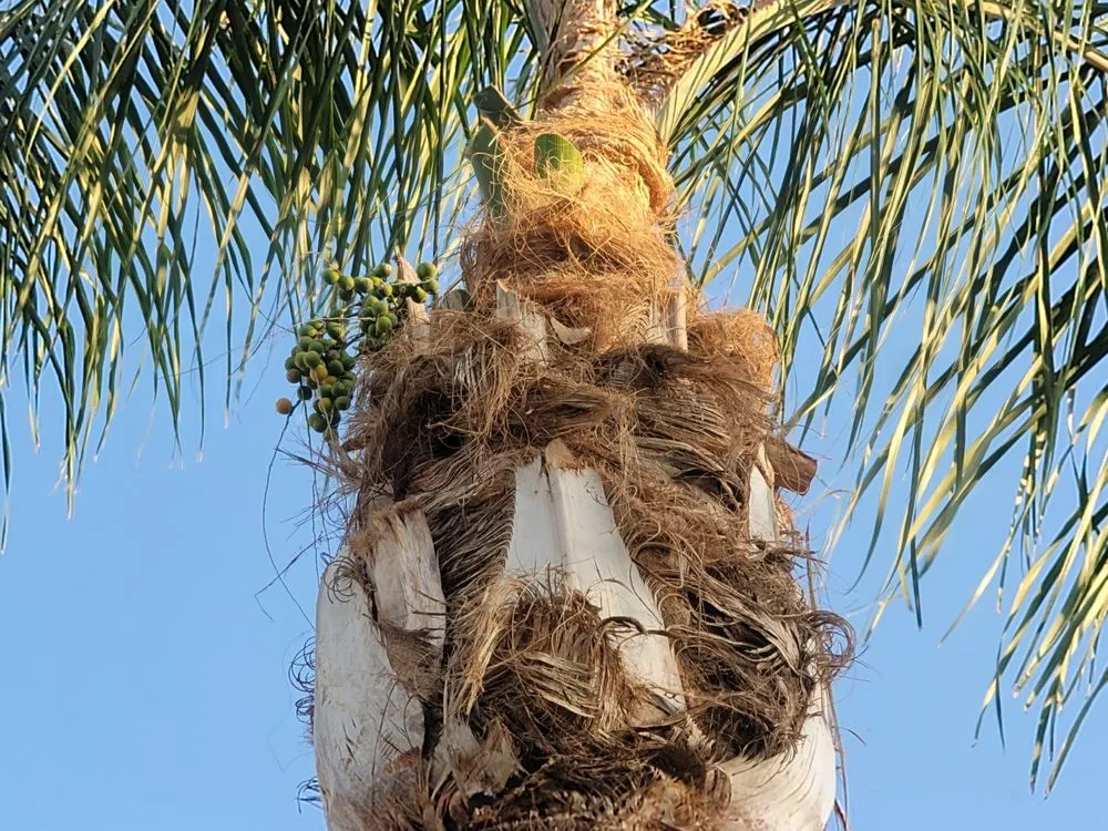 Reliable residential landscaping in Fresno, CA - Royalty Trees and Landscaping