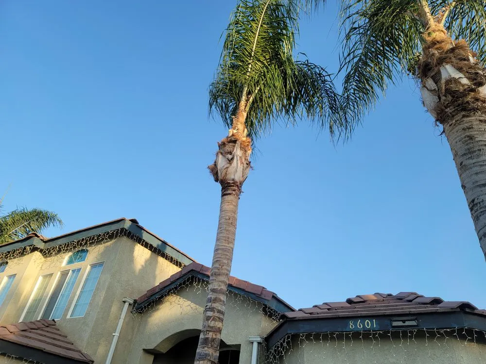 Professional lawn care service in Fresno, CA by Royalty Trees and Landscaping