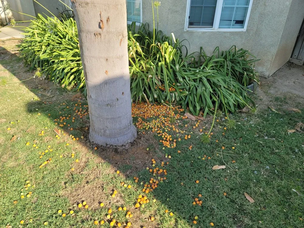 Expert residential landscaping experts serving Fresno, CA - Royalty Trees and Landscaping