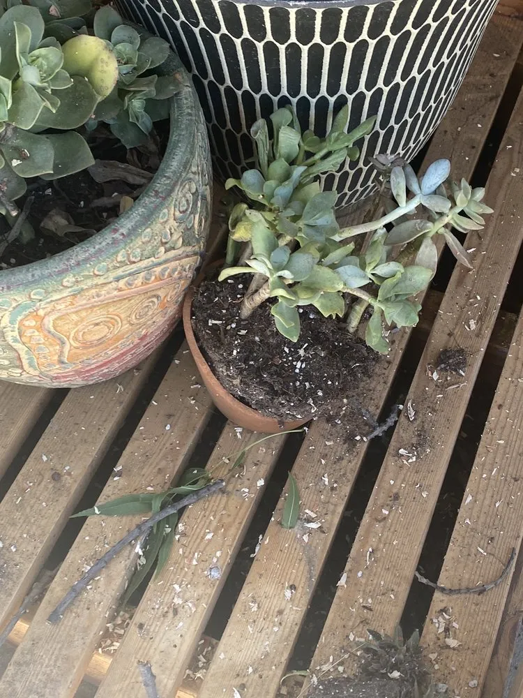 Trusted landscaping services with custom design across Fresno, CA - Royalty Trees and Landscaping