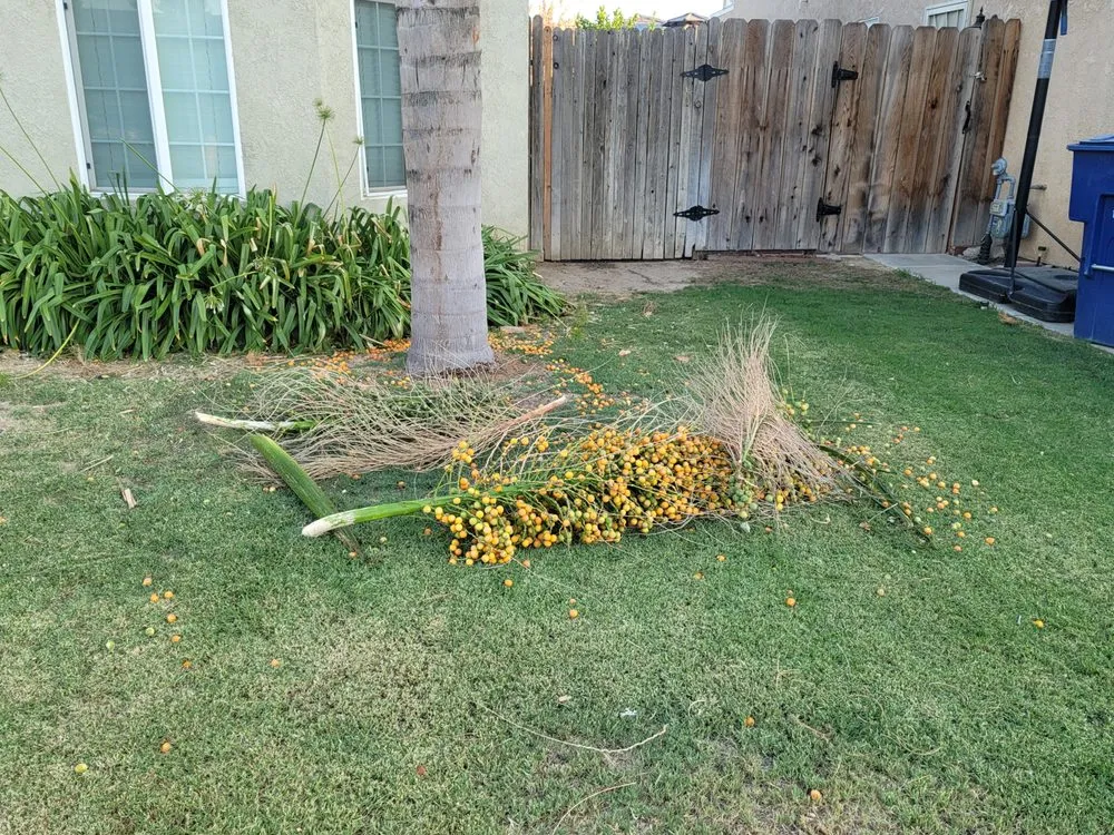 Reliable lawn care service in Fresno, CA by Royalty Trees and Landscaping