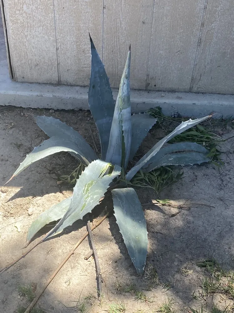 Trusted yard maintenance in Fresno, CA - Royalty Trees and Landscaping