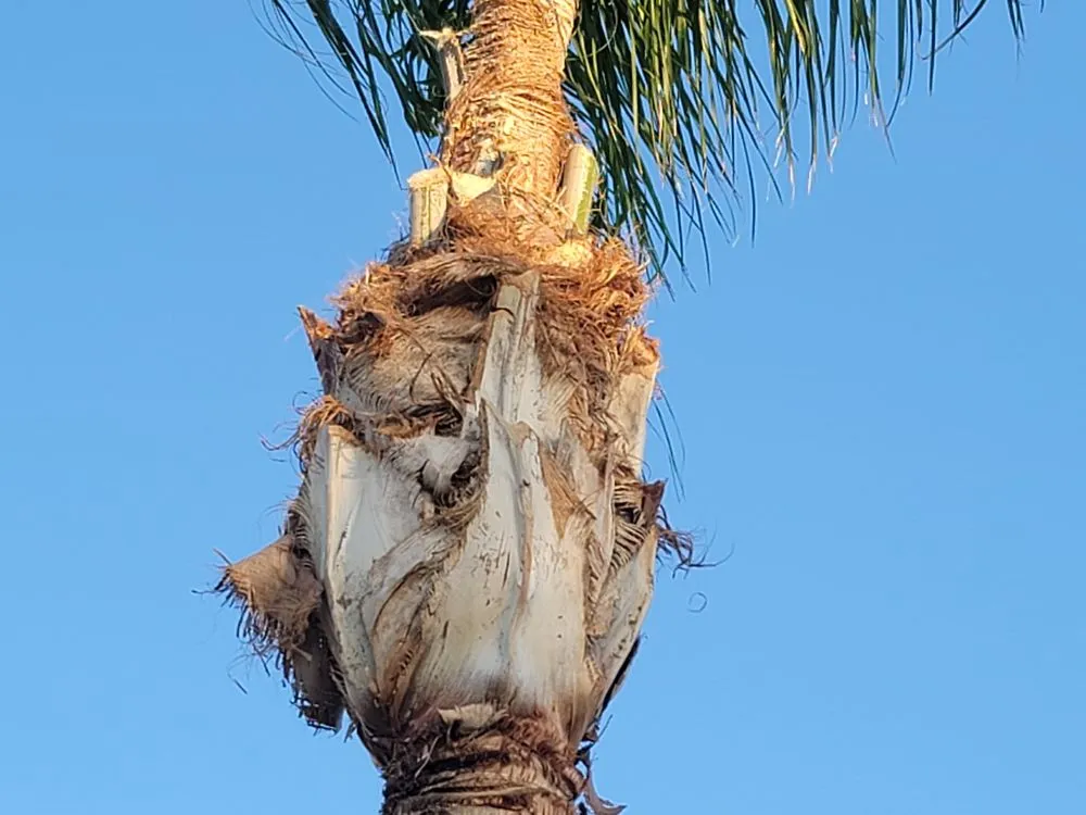 Custom lawn care service in Fresno, CA - Royalty Trees and Landscaping