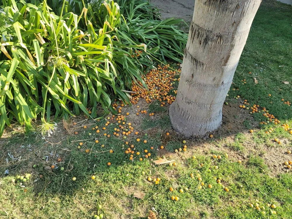 Local yard cleanup service in Fresno, CA by Royalty Trees and Landscaping