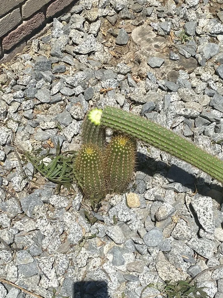 Expert residential landscaping for outdoor upgrades in Fresno, CA by Royalty Trees and Landscaping