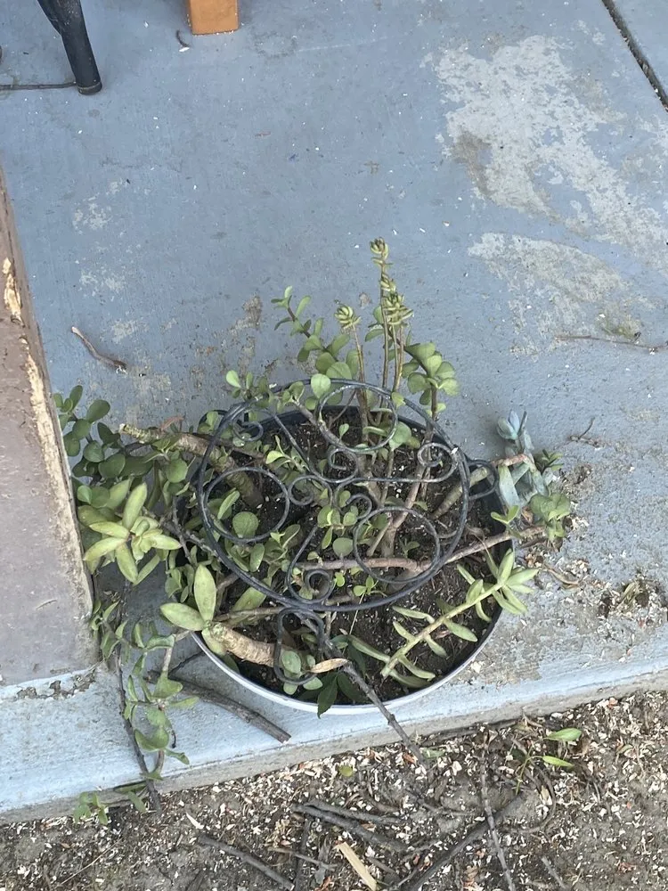 Reliable lawn mowing service in Fresno, CA - Royalty Trees and Landscaping