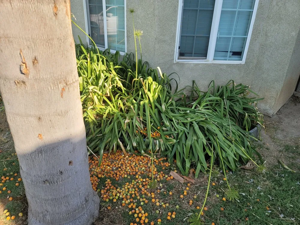 Custom lawn mowing service for homes in Fresno, CA by Royalty Trees and Landscaping