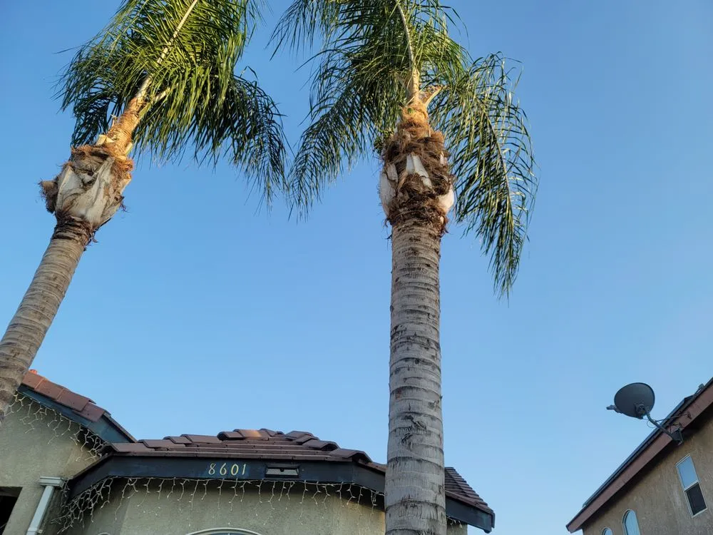 Reliable lawn care service for beautiful yards in Fresno, CA by Royalty Trees and Landscaping