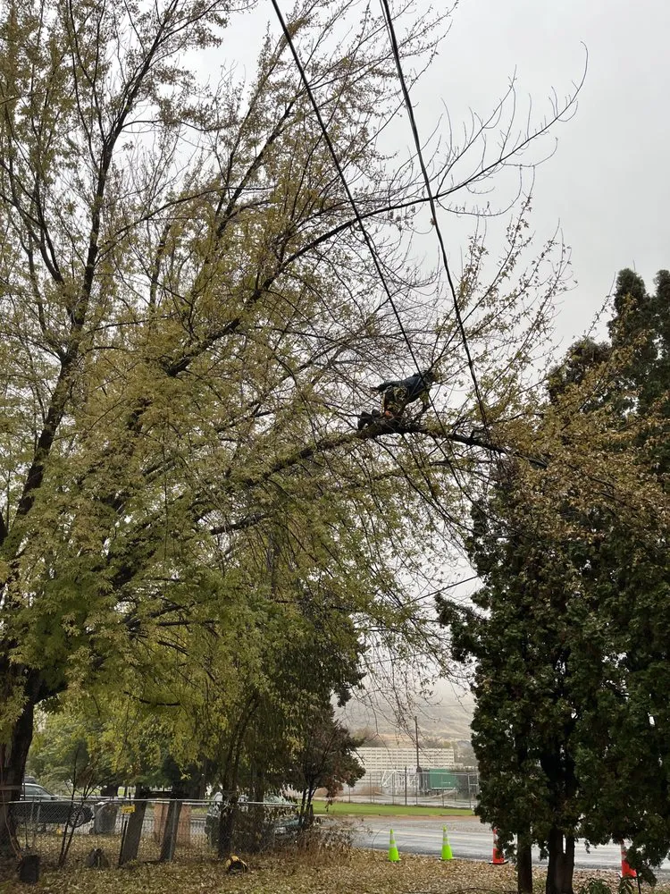 Affordable yard cleanup service in East Wenatchee, WA by Roys Lawn Care and Snow Plowing