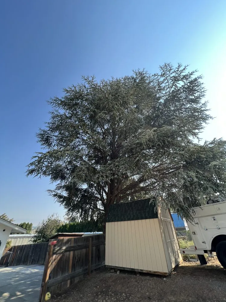 Reliable yard cleanup service near you in East Wenatchee, WA by Roys Lawn Care and Snow Plowing