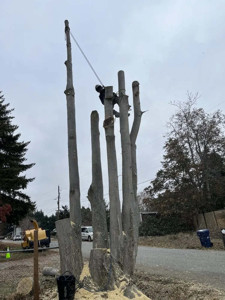 Top-rated yard cleanup service with custom design across East Wenatchee, WA - Roys Lawn Care and Snow Plowing