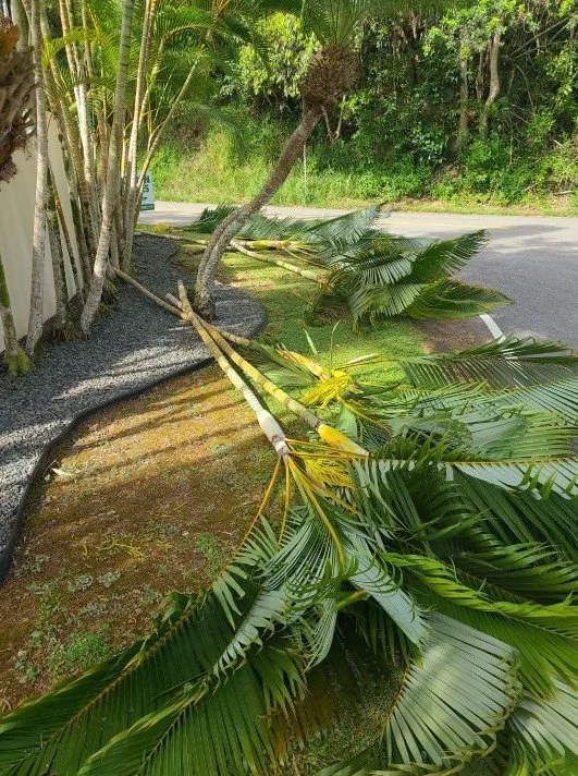 Affordable landscape installation experts serving Mililani, HI - Roy's Lawn Mowing & Yard Services