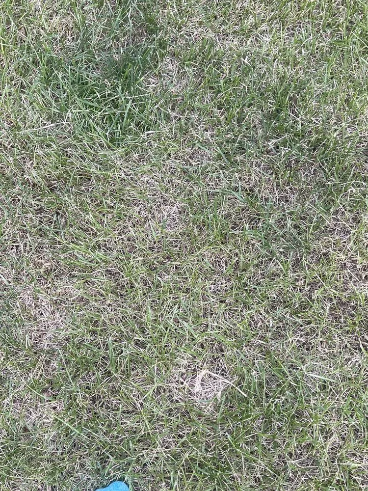 Reliable lawn care service experts serving Colorado Springs, CO - Rozco's Construction