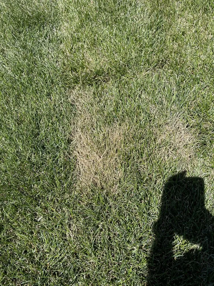 Professional lawn mowing service in Colorado Springs, CO by Rozco's Construction