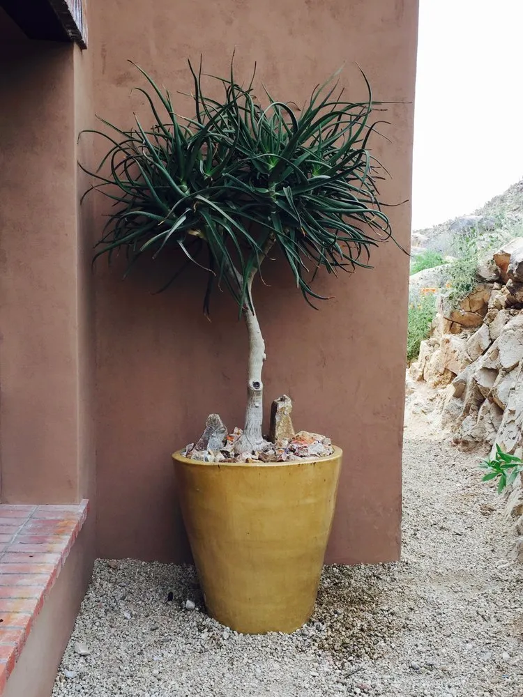 Professional landscaping services in Tucson, AZ - Rozet Landscape Design
