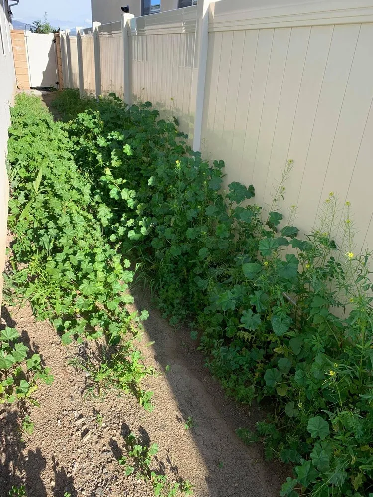 Affordable lawn mowing service in Menifee, CA - RP Landscape Construction