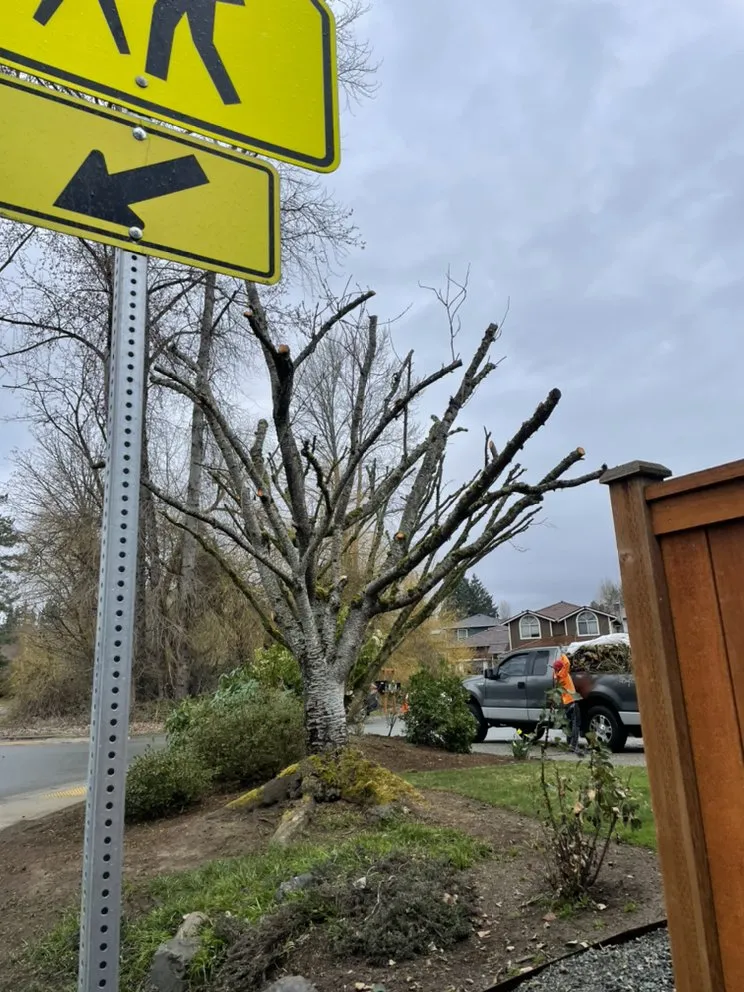 Reliable landscape design in Bellevue, WA - R&P Landscaping Maintenance General Cleaning Irrigation