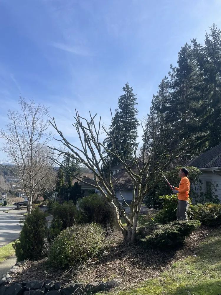 Affordable landscape design in Bellevue, WA by R&P Landscaping Maintenance General Cleaning Irrigation