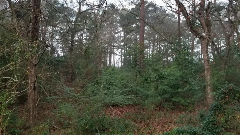 Affordable yard cleanup service experts serving Hockley, TX - RP Landworks