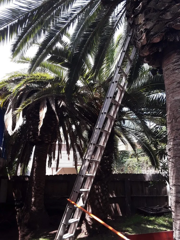 Trusted lawn care service in National City, CA by Rpdlandservice