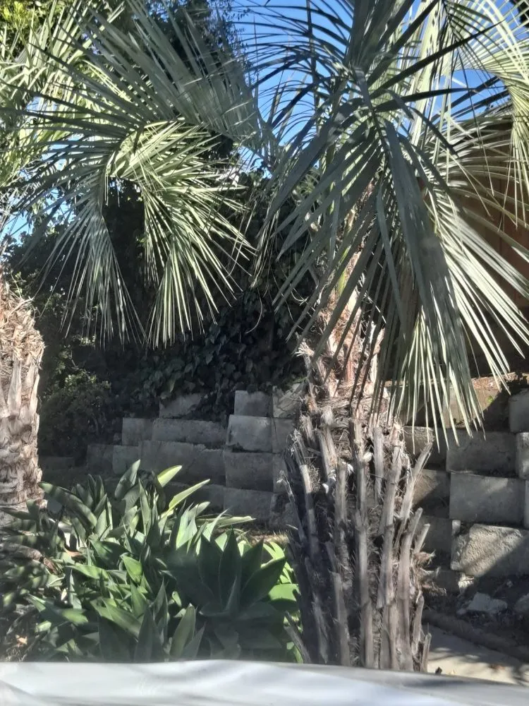 Professional landscape design experts serving National City, CA - Rpdlandservice