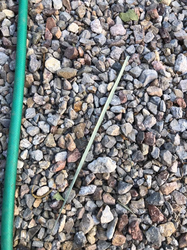 Reliable yard maintenance experts serving Las Vegas, NV - Rpg’s Landscape