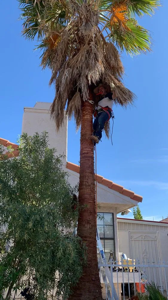 Local lawn care service for residential properties across Las Vegas, NV - Rpg’s Landscape