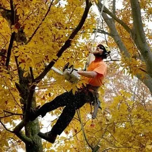 Trusted yard cleanup service for beautiful yards in Folsom, NJ by RPM Landscape Contractor