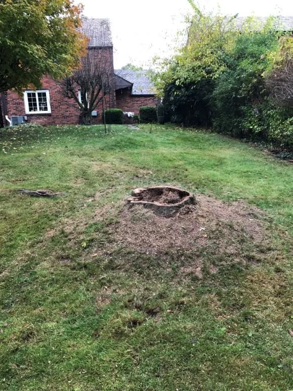 Trusted yard cleanup service in West Mifflin, PA - RPM Plus Services